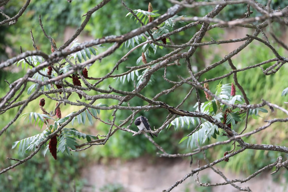 a bird is perched on a tree branch