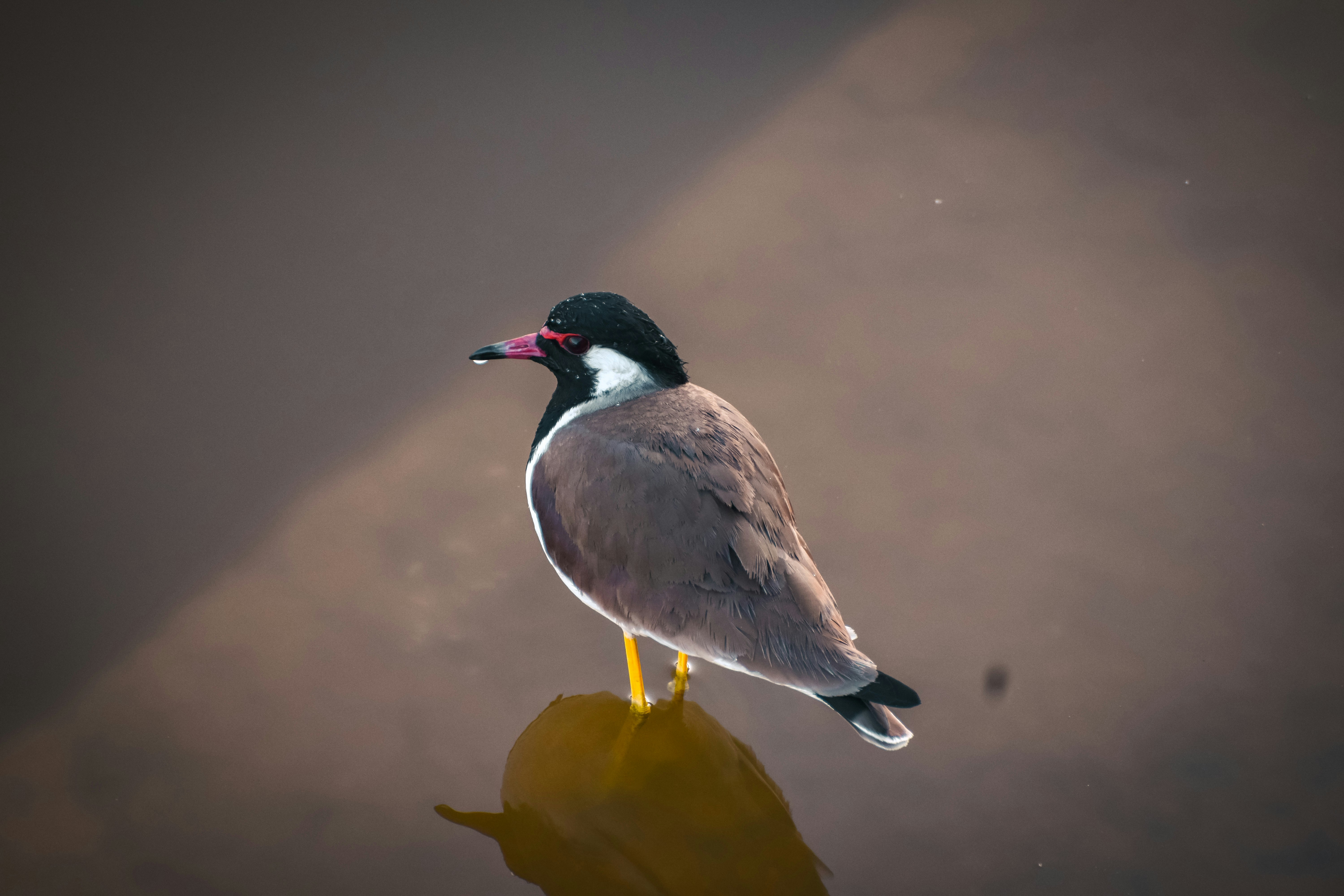 Photo by garv_4