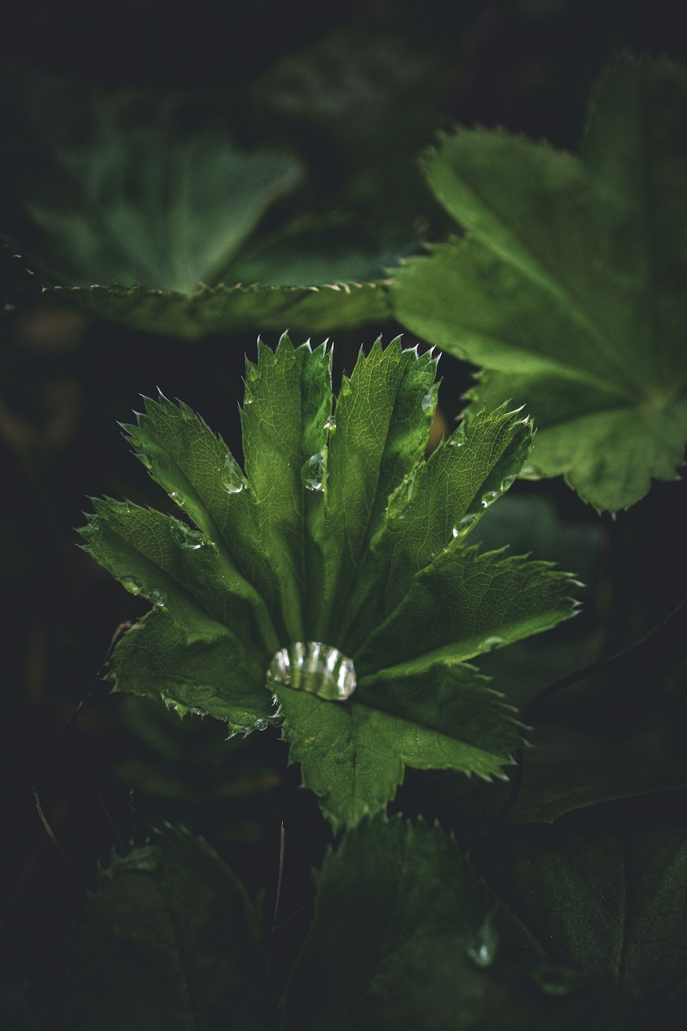 a close up of a green plant with leaves