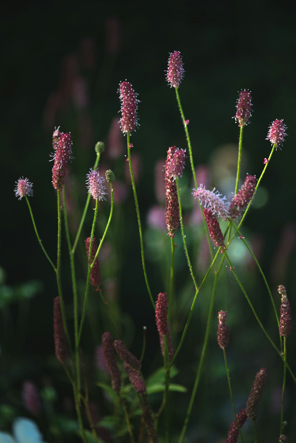 a close up of a bunch of pink flowers