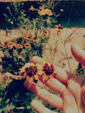A close-up of a gentle hand holding delicate flowers symbolizing care and Mother's Day.