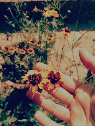 A close-up of hands holding blooming flowers in a garden.