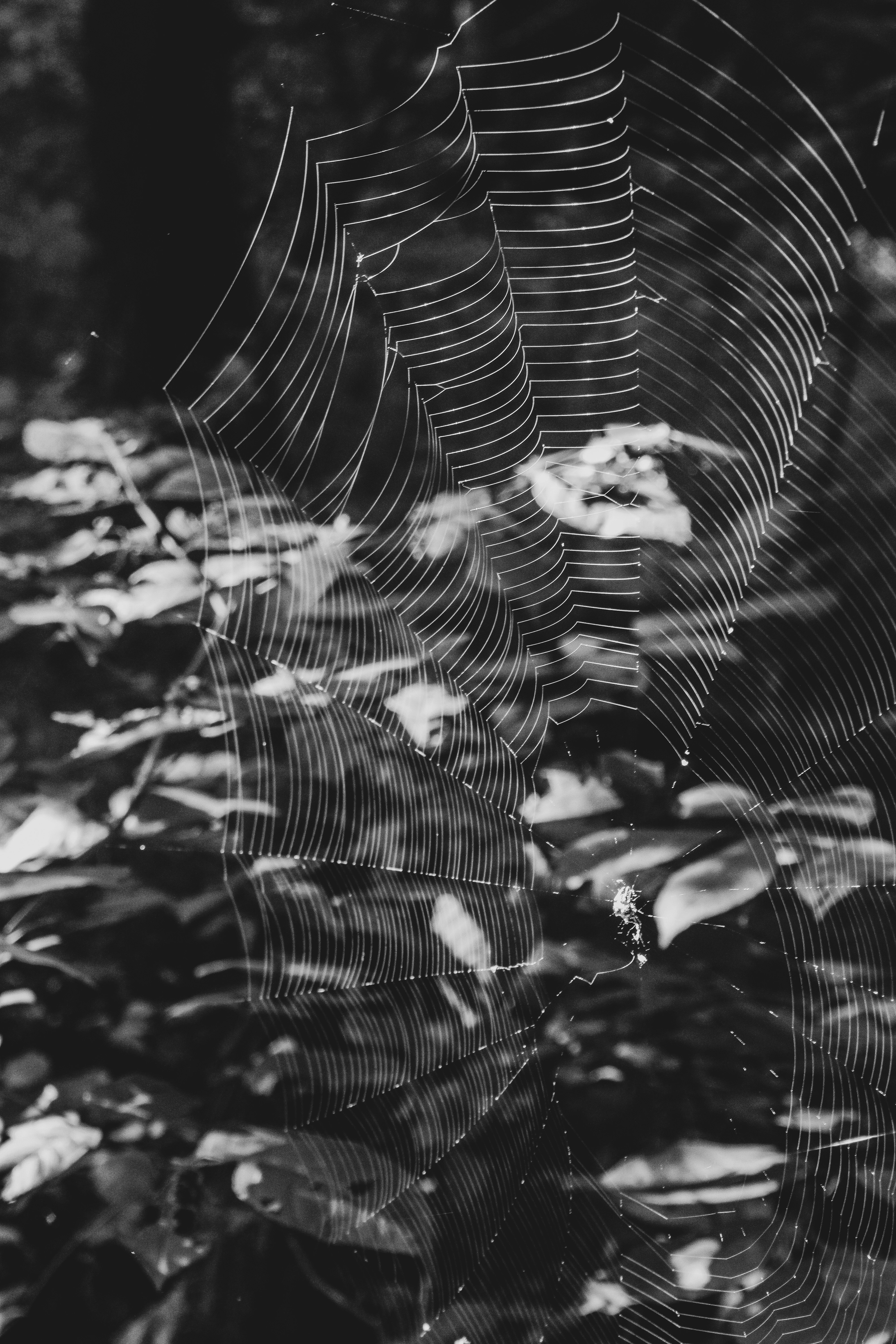 a black and white photo of a spider web