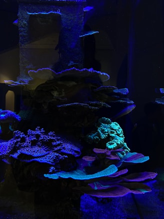 A vibrant reef aquarium
