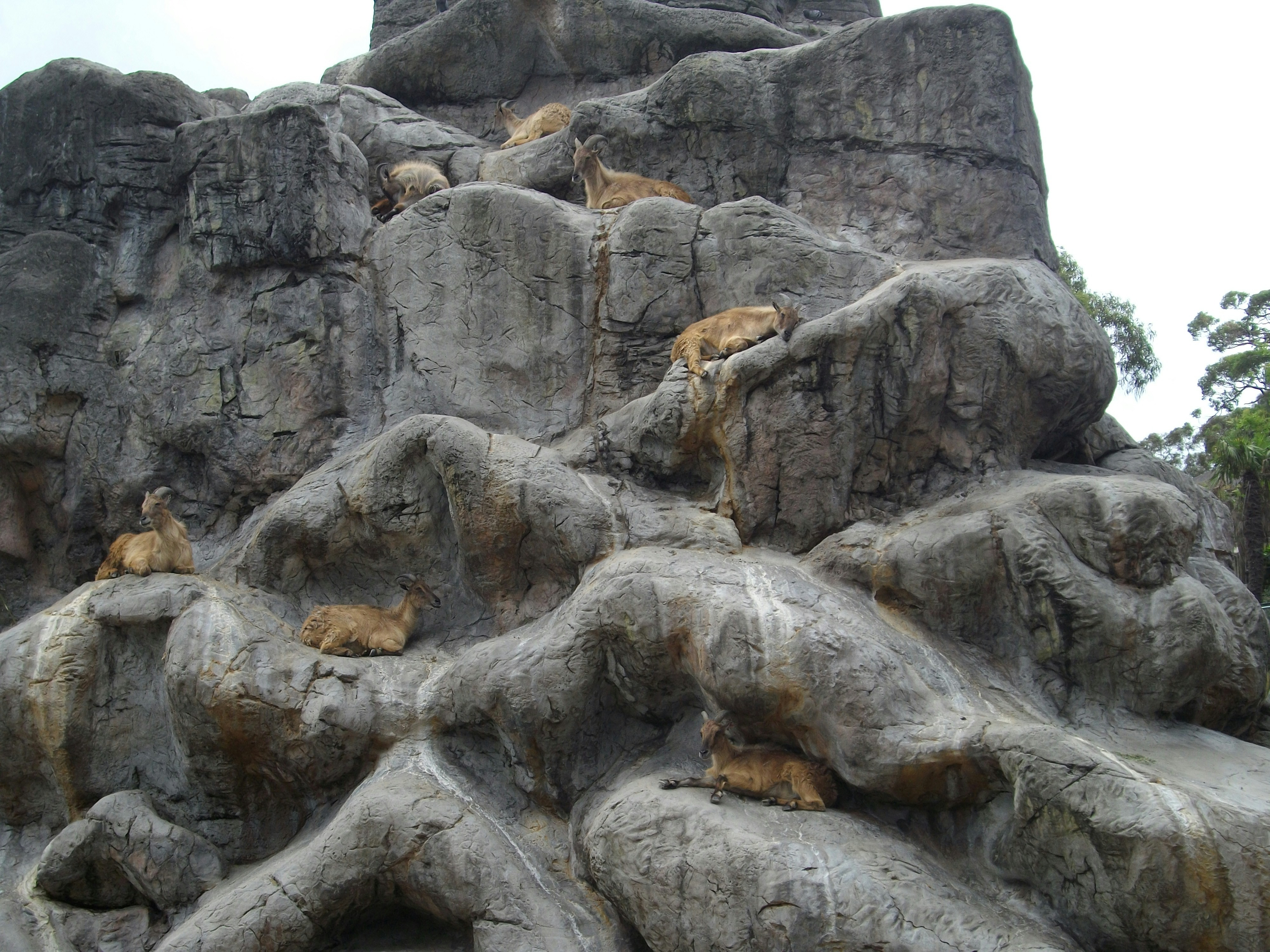 A group of animals sitting on top of a rock formation photo – Free ...