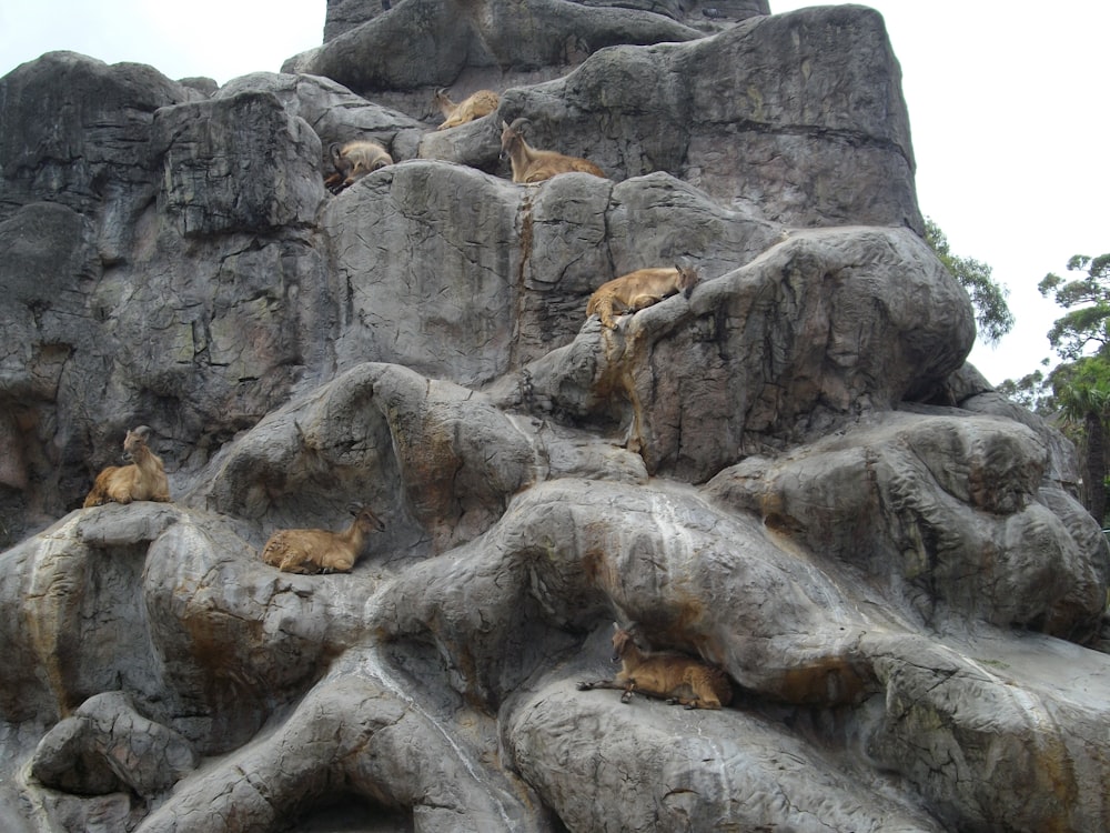 a group of animals sitting on top of a rock formation