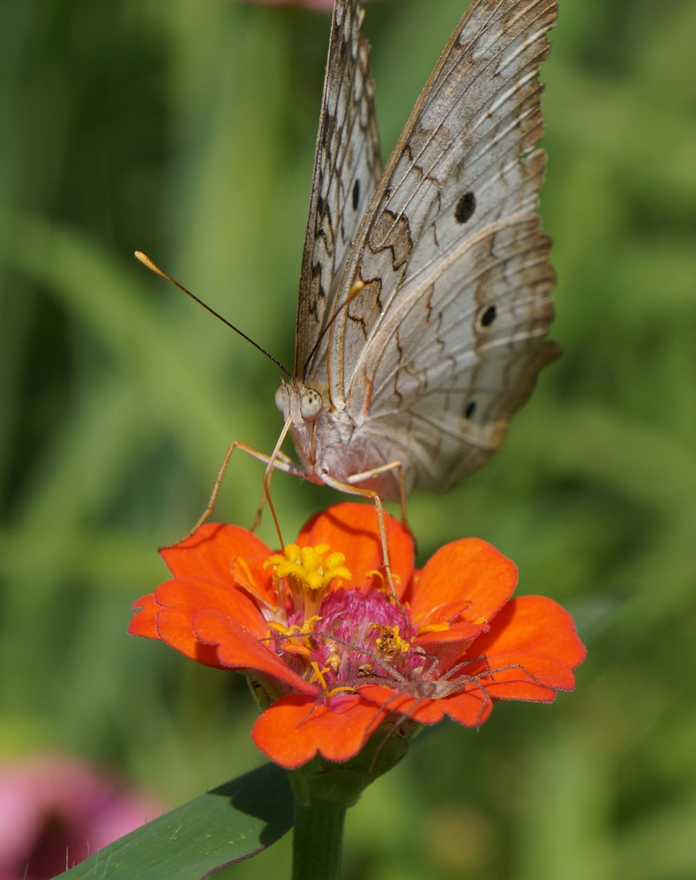 Una mariposa sentada encima de una flor naranja