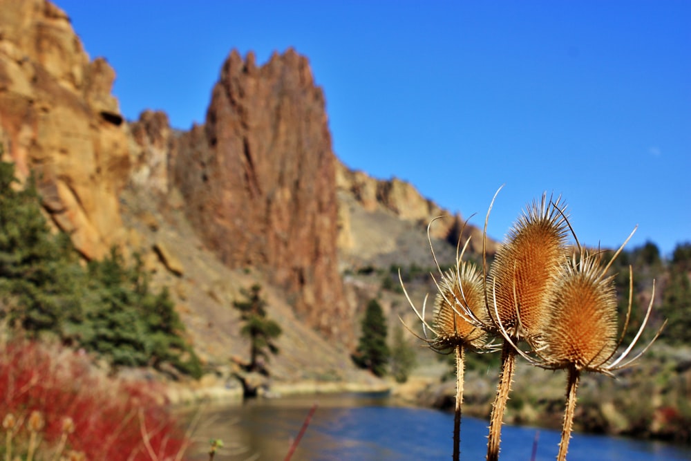 a close up of a plant near a body of water