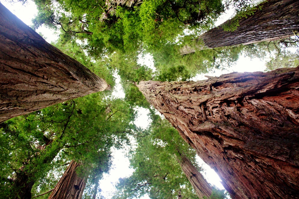 a group of tall trees standing next to each other