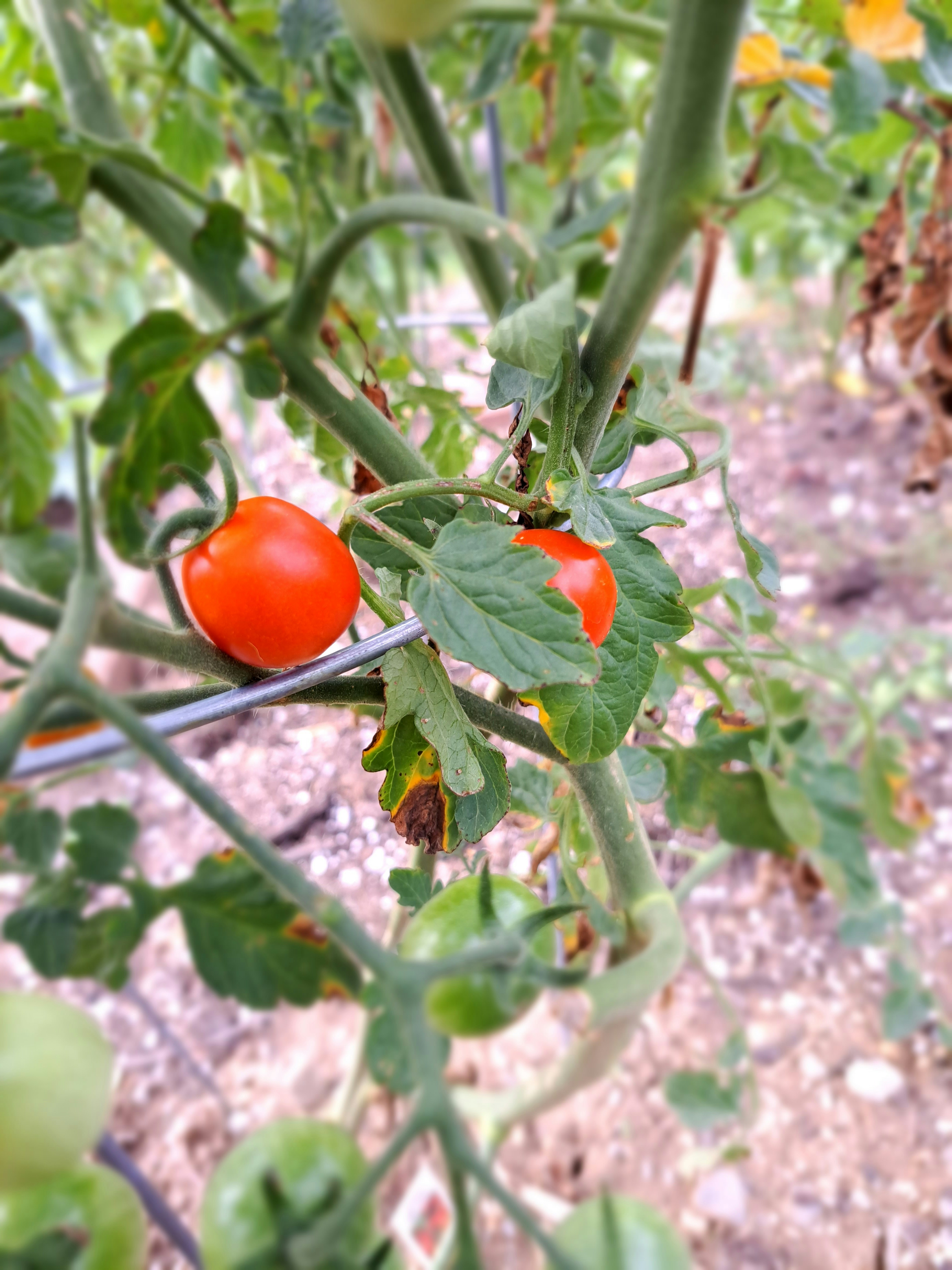 Organic Tomato Seeds