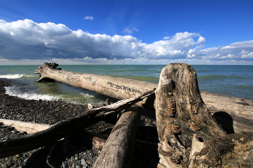 a log laying on top of a beach next to the ocean