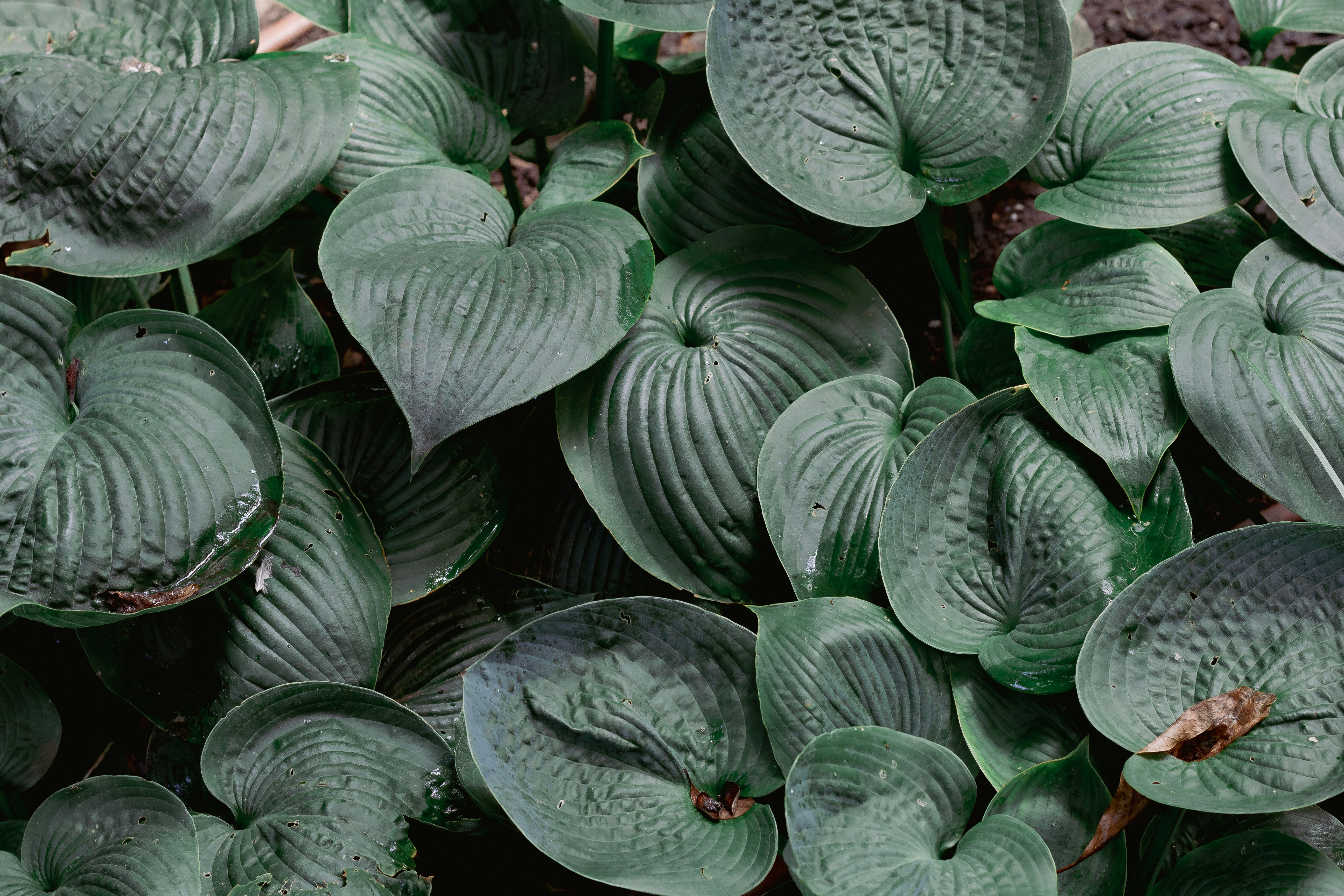 a close up of a bunch of green leaves