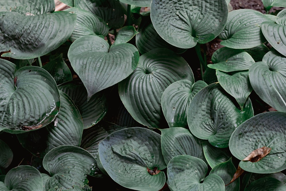 a close up of a bunch of green leaves