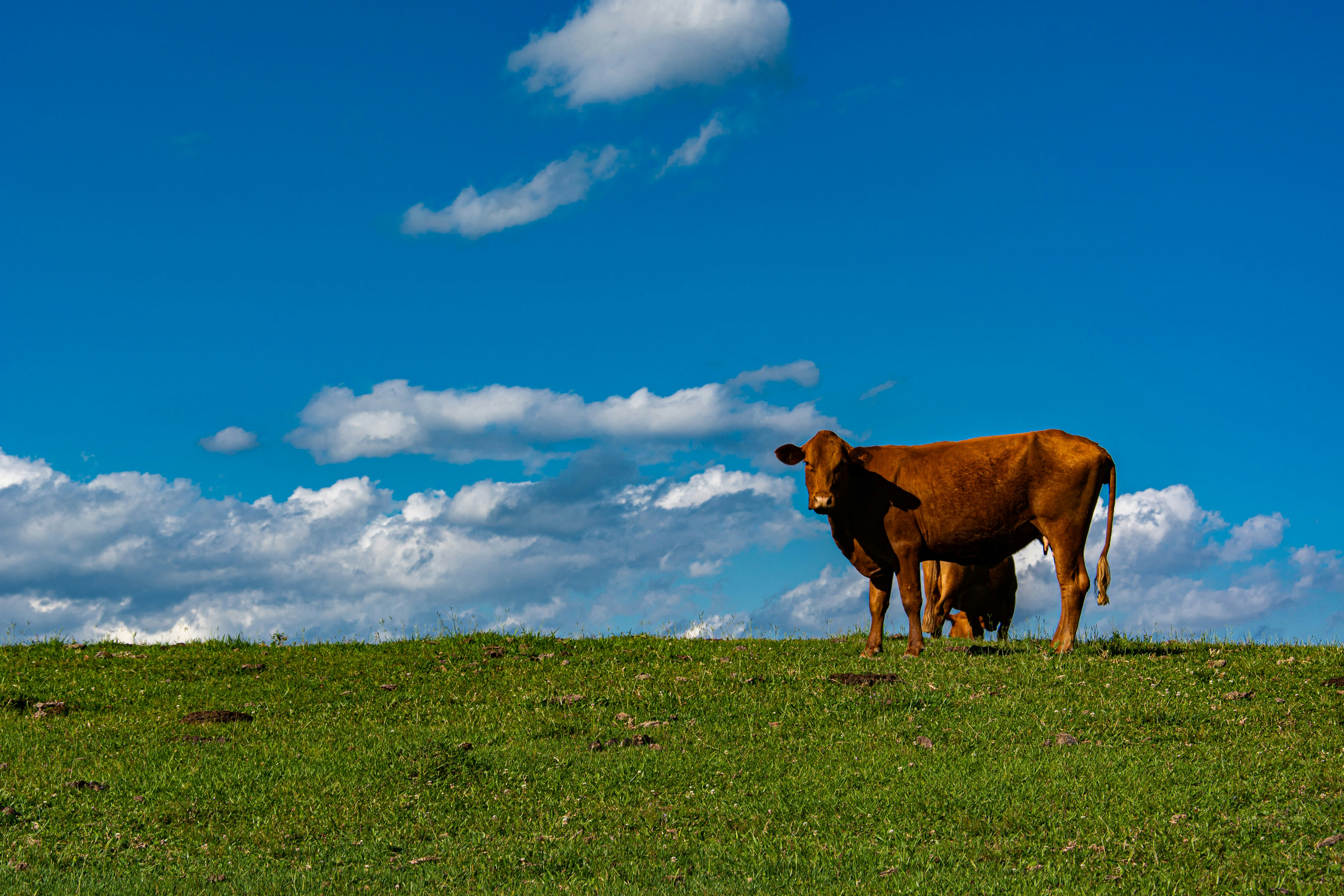 a couple of cows standing on top of a lush green field