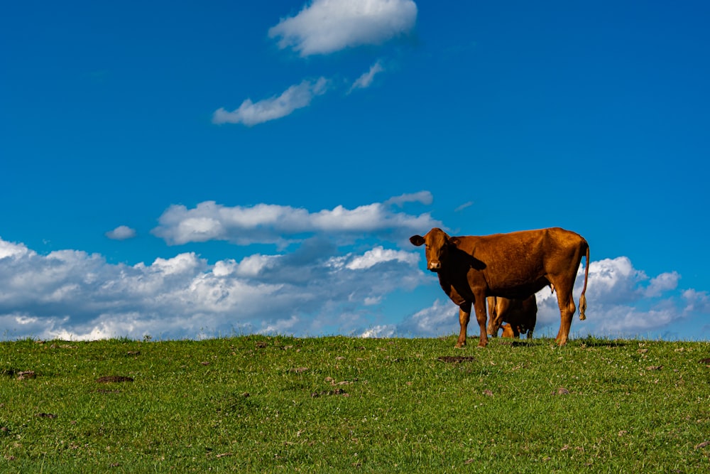 Un par de vacas de pie en la cima de un exuberante campo verde