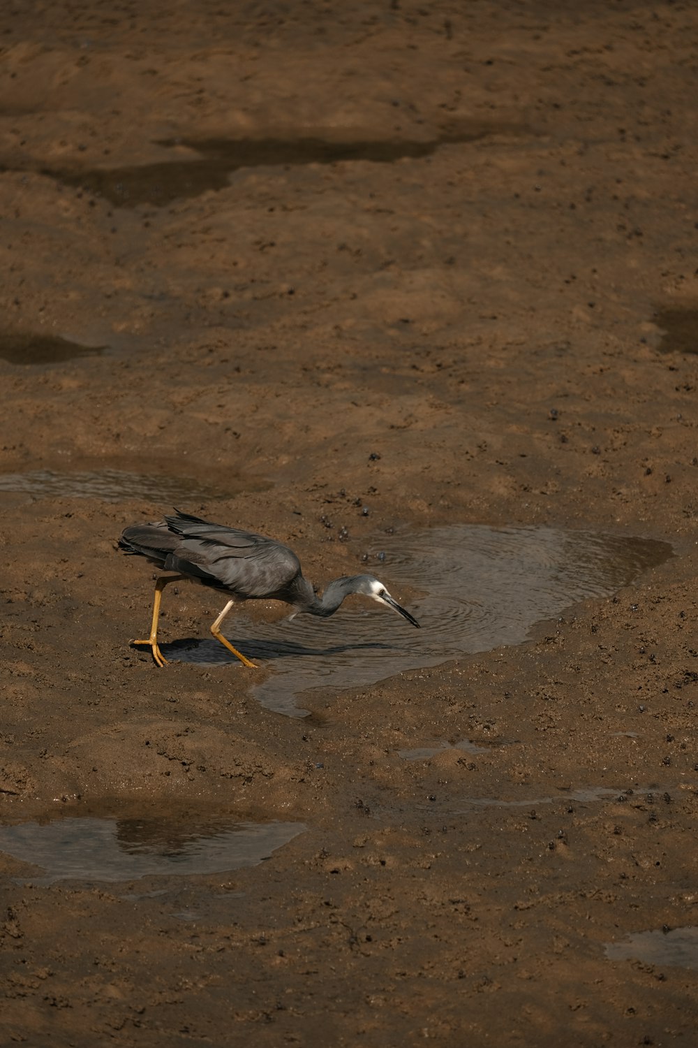 a bird standing in a puddle of water