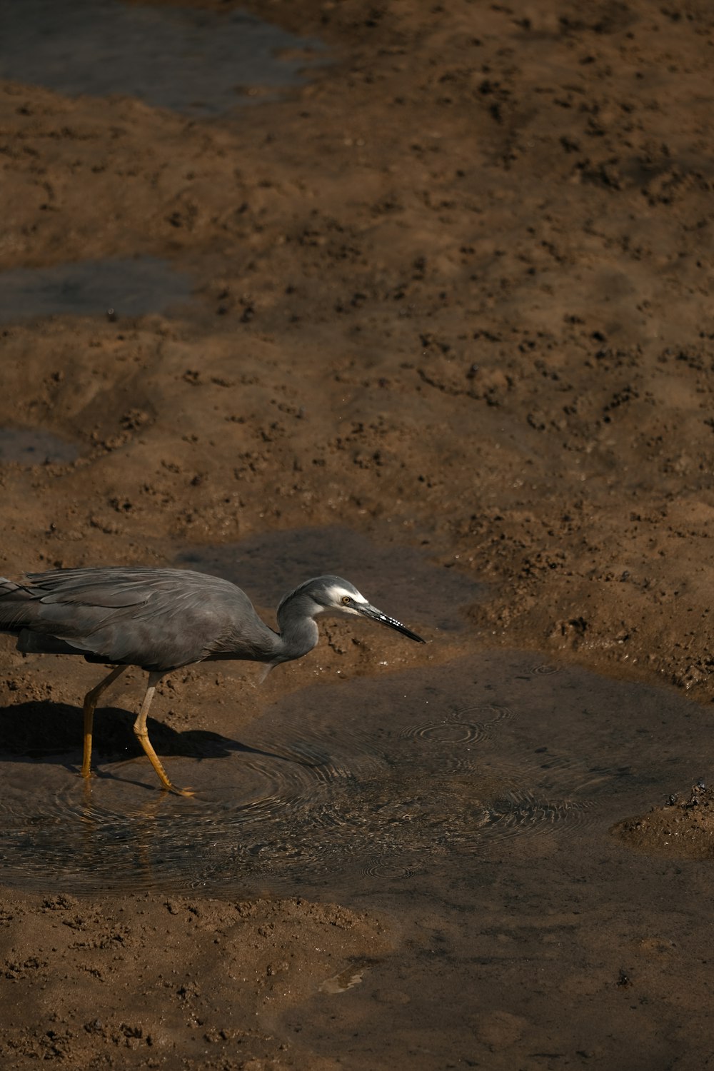 a bird standing in a puddle of water