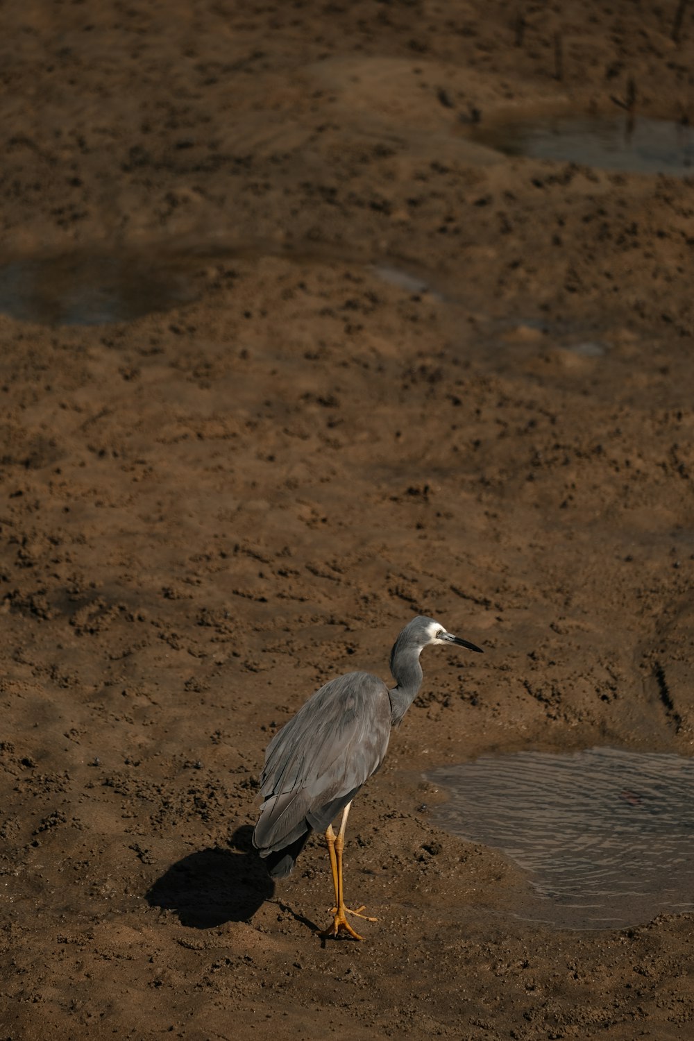 a bird standing in the dirt near a puddle of water