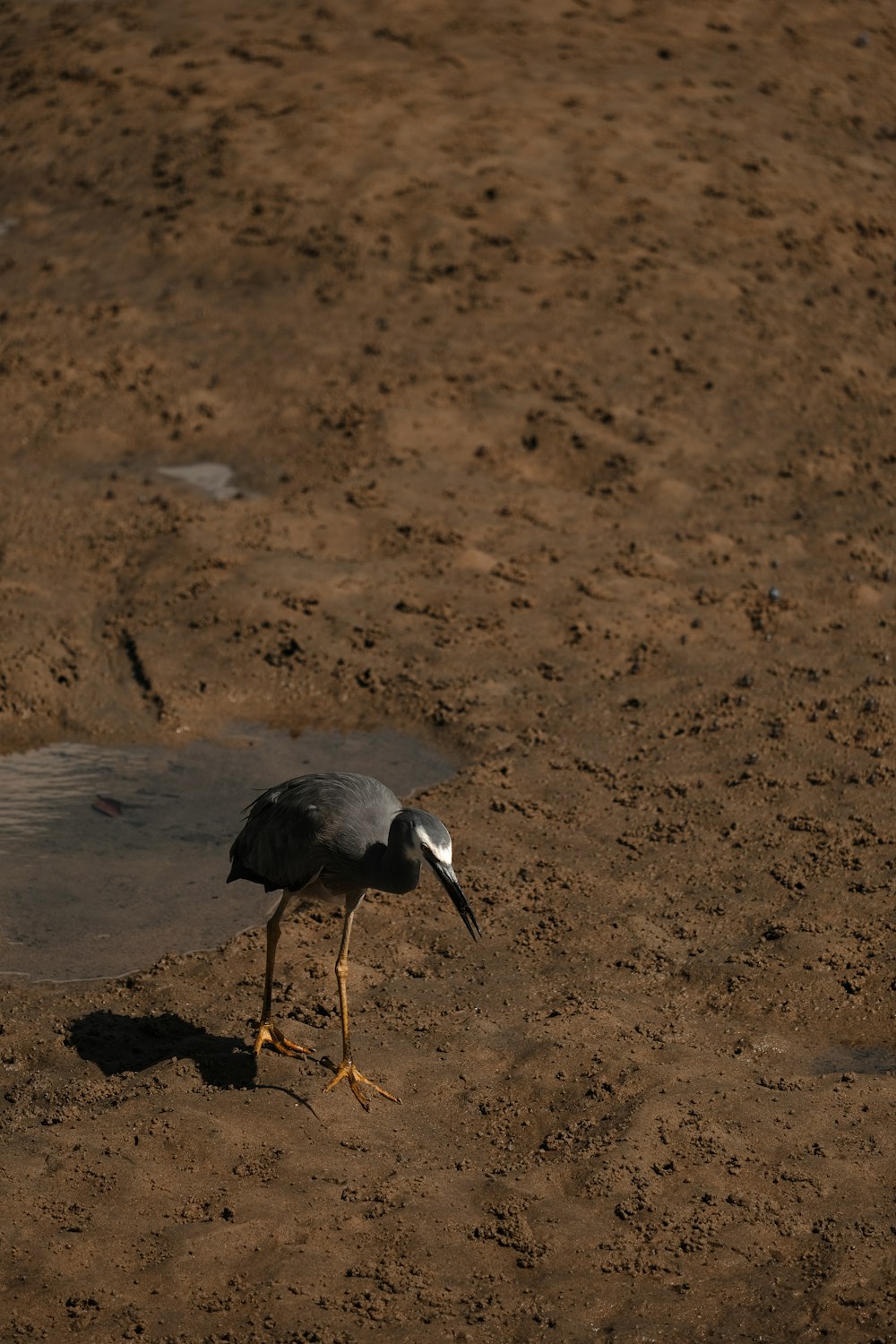 a black and white bird standing in the dirt