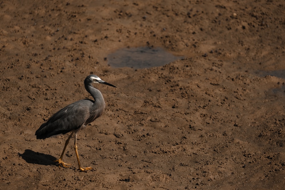 a bird with a long neck walking in the dirt