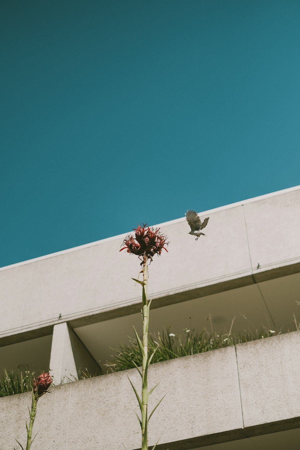 a bird sitting on top of a tall plant