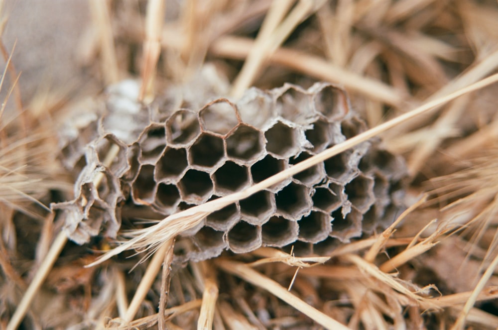 a close up of a pine cone on the ground