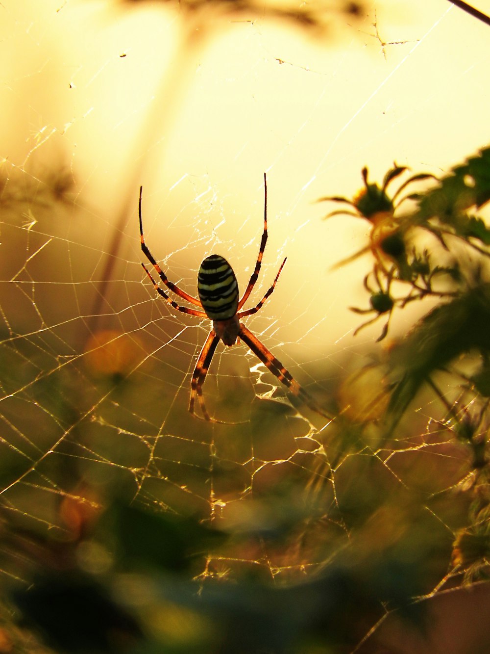 a spider sits on its web in the middle of a field