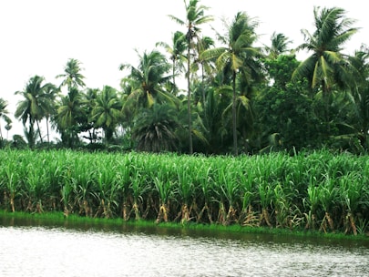 A lush sugarcane field under a bright blue sky at sunrise.