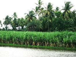 A lush Kerala landscape with biomass raw materials like salvinia floating on water.