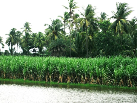 Aerial view of lush sugarcane fields under a clear blue sky.