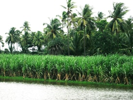 A lush landscape with a dense row of sugarcane plants bordering a calm body of water. Tall palm trees rise in the background, creating a tropical and serene atmosphere.