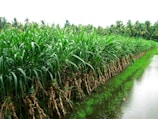 A lush green field of sugarcane plants is lined up neatly beside a narrow water canal. The sugarcane leaves are vibrant and dense, and the field is surrounded by tall palm trees, indicating a tropical environment.