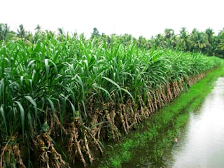 A lush green field of sugarcane plants is lined up neatly beside a narrow water canal. The sugarcane leaves are vibrant and dense, and the field is surrounded by tall palm trees, indicating a tropical environment.