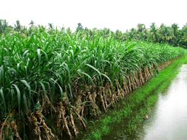 Freshly harvested sugarcane fields under bright sunlight in Kolhapur, Maharashtra.