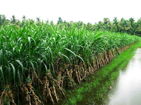 A lush green field of sugarcane plants is lined up neatly beside a narrow water canal. The sugarcane leaves are vibrant and dense, and the field is surrounded by tall palm trees, indicating a tropical environment.