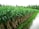 A lush green field of sugarcane plants is lined up neatly beside a narrow water canal. The sugarcane leaves are vibrant and dense, and the field is surrounded by tall palm trees, indicating a tropical environment.