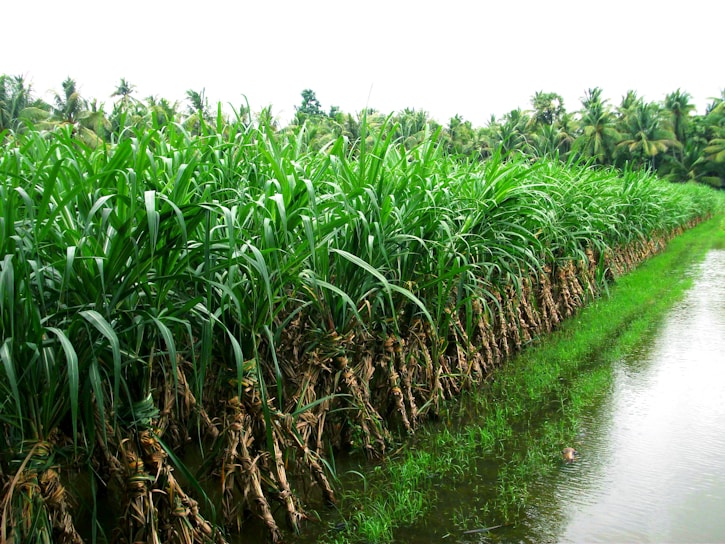 A vibrant field of sugarcane under a bright blue sky, showcasing healthy green stalks swaying gently.