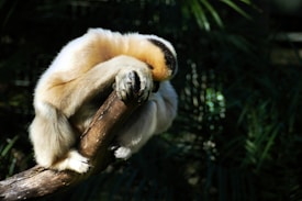 A gibbon sitting on a branch with its face resting in its hand, surrounded by lush green foliage. The gibbon's fur is light in color with darker patches on its head.
