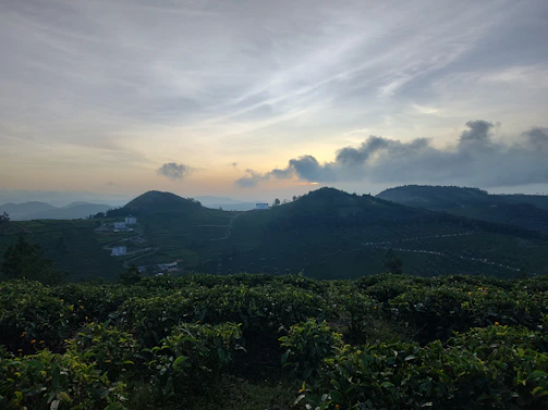 Sunset view over the lush tea plantations of Nuwara Eliya with mist rolling over the hills.