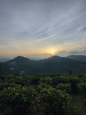 Sunset over the rolling hills of a Minas Gerais coffee plantation.