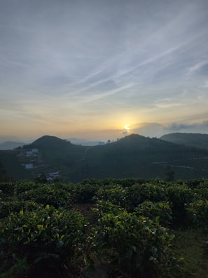 Sunset over the rolling hills of a Minas Gerais coffee plantation.