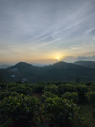 A panoramic view of coffee plantations stretching across rolling hills with a golden sunset.