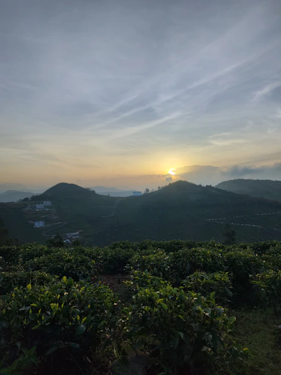 A serene tea field at sunrise with golden light filtering through lush green leaves.