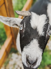 Close-up of a proud, healthy goat standing near a wooden fence.