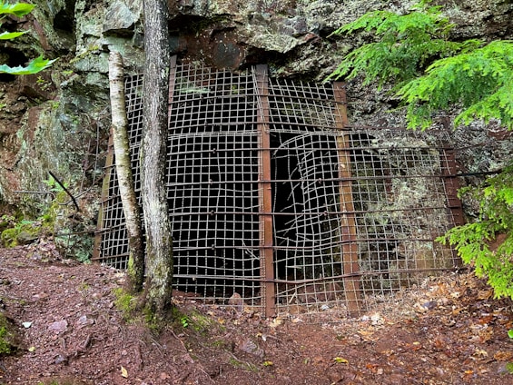 A secured entrance to a cave or mine is covered with a metal grid fence. The area is surrounded by rocks and vegetation, including a tree growing in front of the fence. The ground is earthy and covered in leaves and pine needles, suggesting a forested environment.