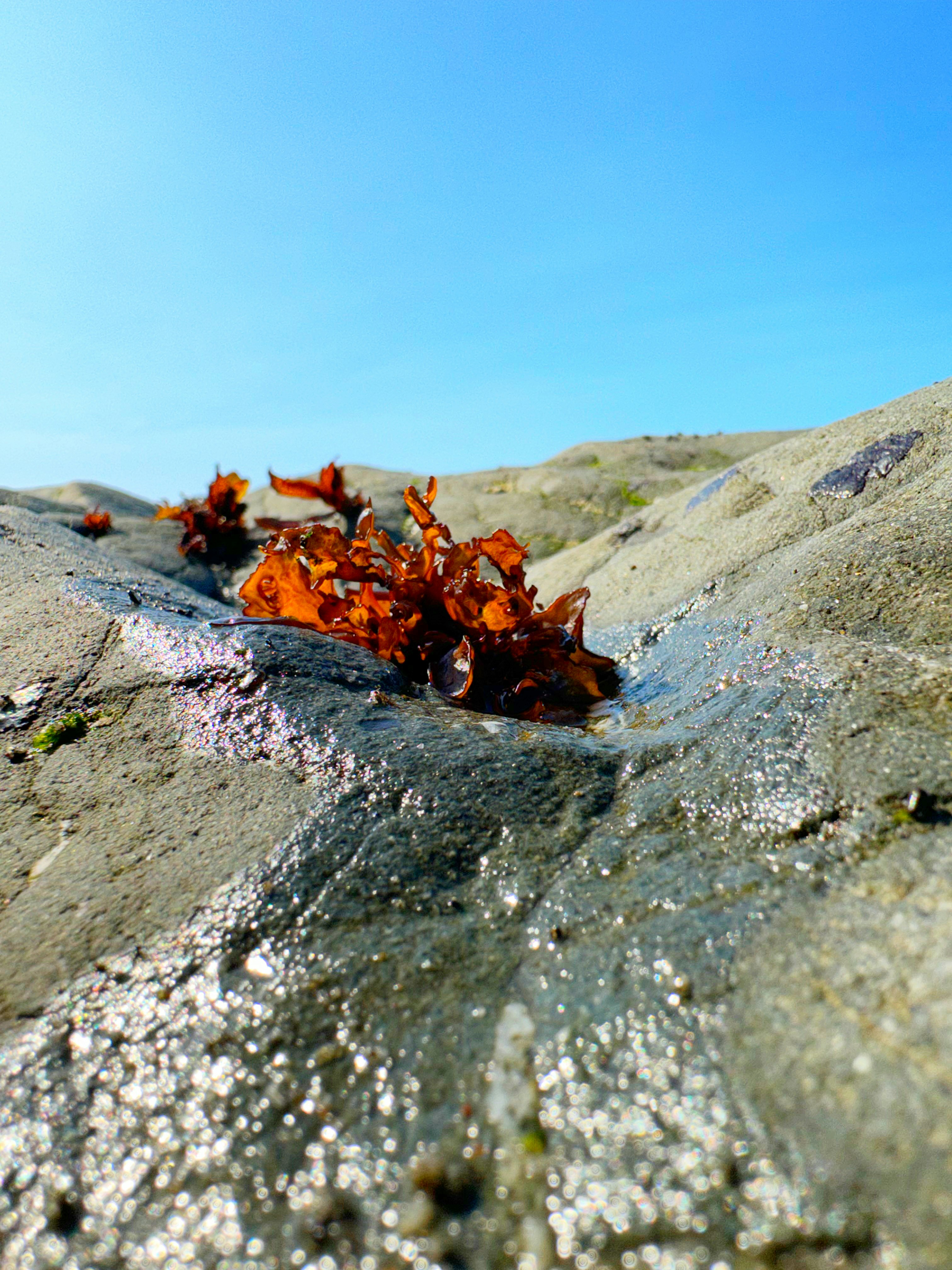 Wild Irish Sea Moss