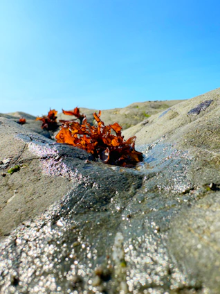 Close-up of vibrant Irish sea moss drying on wooden racks by the seashore at sunrise.