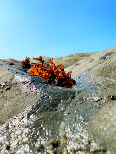Close-up of vibrant wild-harvested Irish sea moss drying on wooden racks by the ocean.