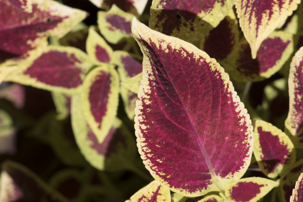 a close up of a purple and yellow leaf