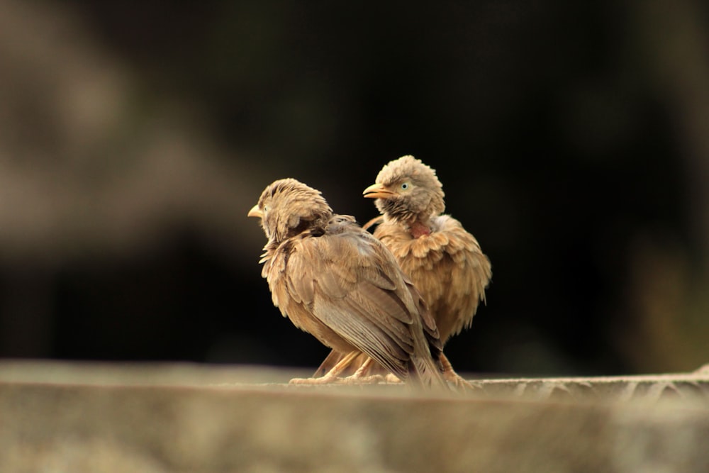 a couple of birds sitting on top of a stone wall